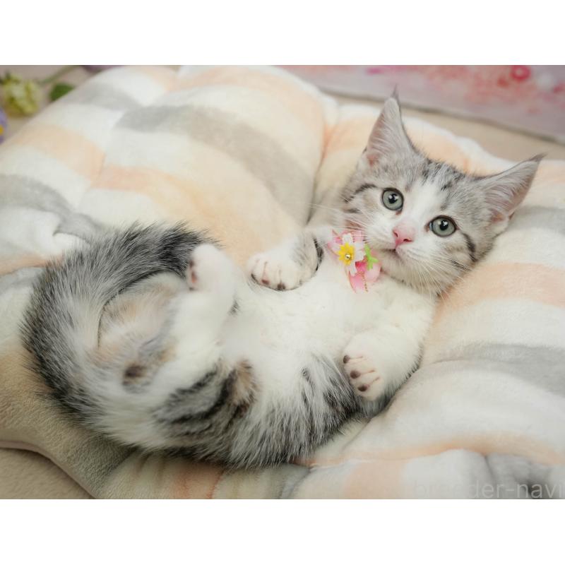 販売中の千葉県のマンチカン-139452の4枚目